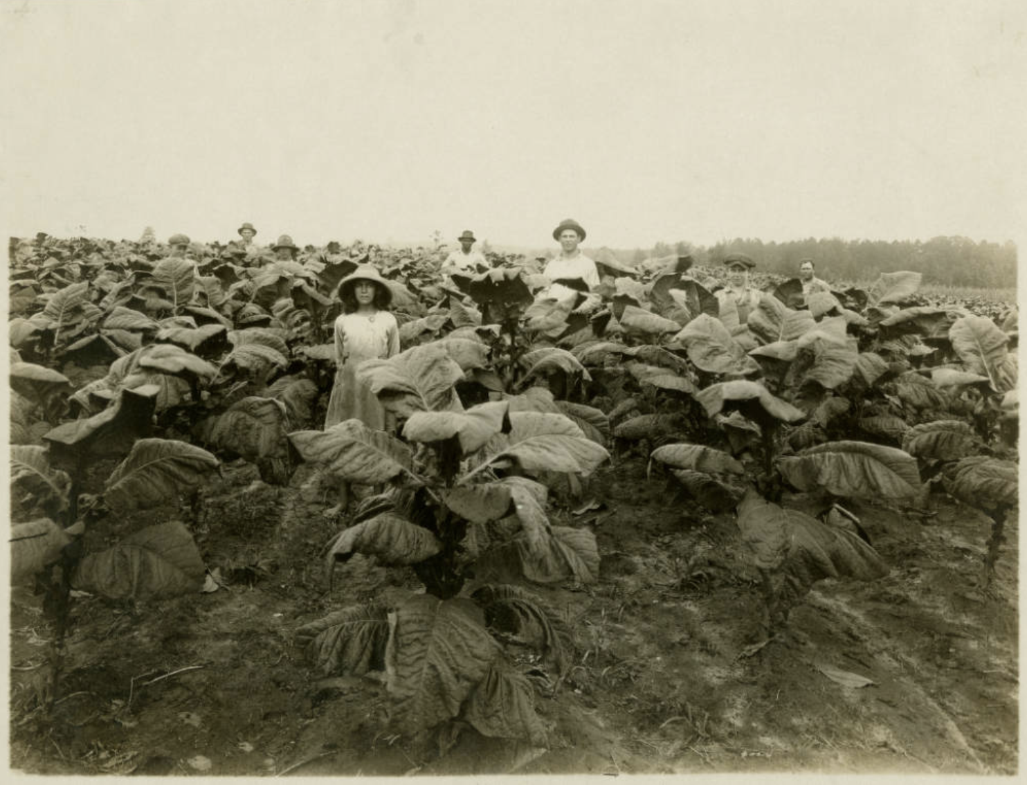food tobacco agricultural and allied workers Workers in a tobacco field, 1926